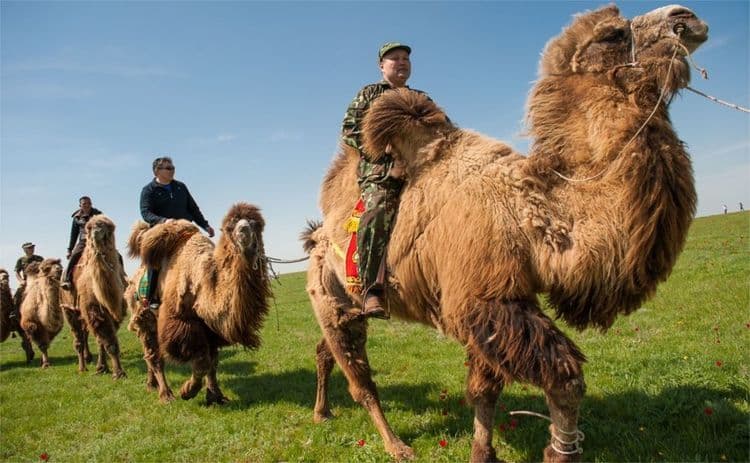 Узнайте о Фестивале тюльпанов, который проходит в апреле в самом сердце калмыцких степей.
